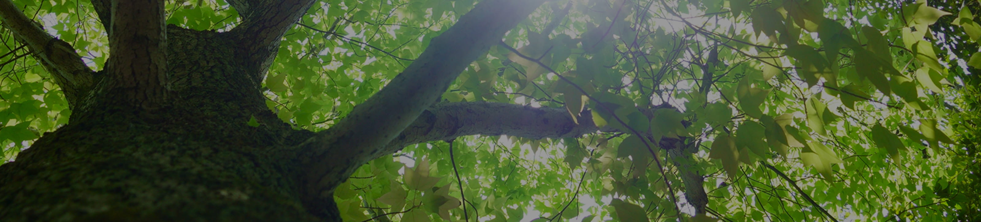 大木を見上げて見える緑の葉と木漏れ日